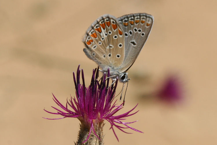Polyommatus thersites: Bild 33