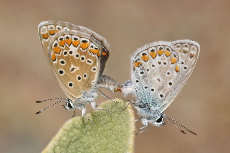 Polyommatus icarus: Bild 77