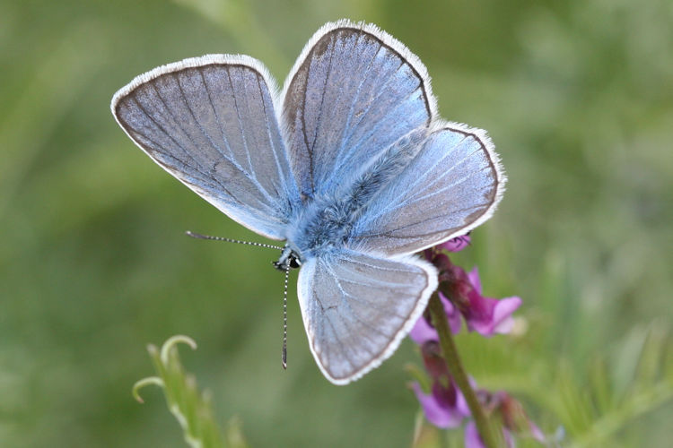 Polyommatus amandus: Bild 2