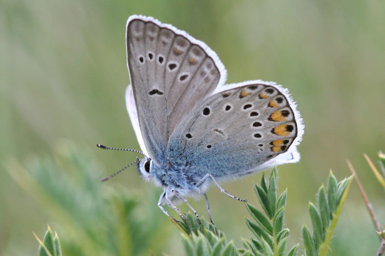 Polyommatus amandus: Bild 18