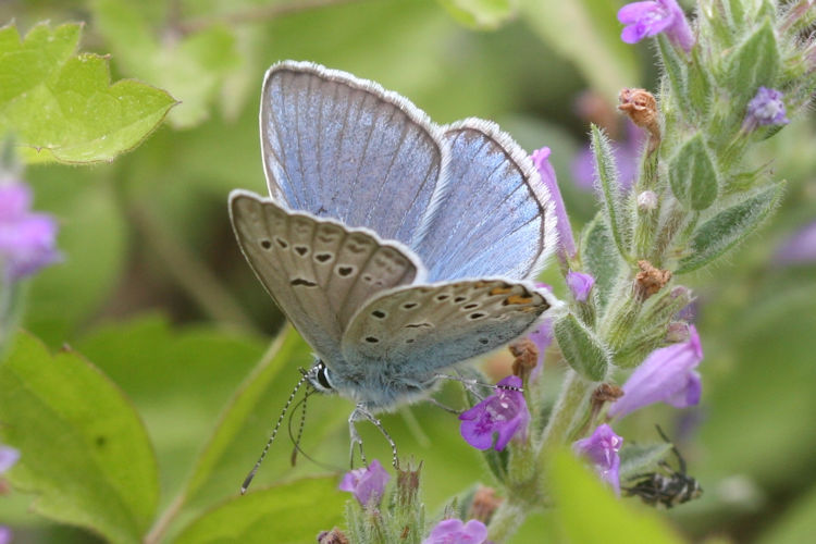 Polyommatus amandus: Bild 3