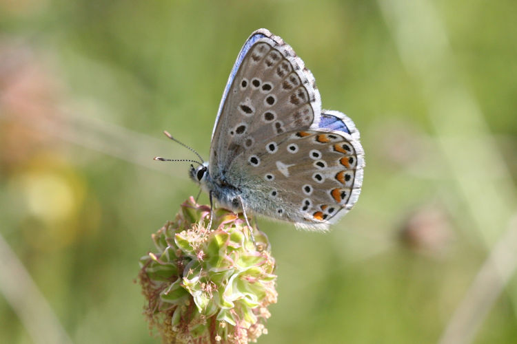 Lysandra bellargus: Bild 27