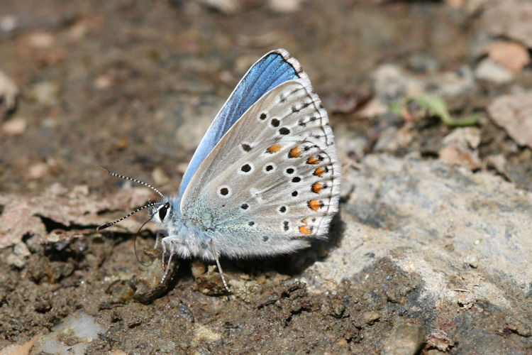 Lysandra bellargus: Bild 24