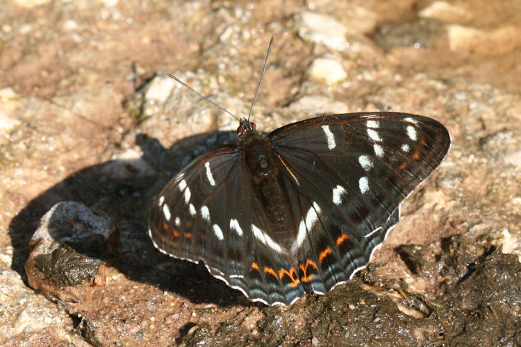 Limenitis populi: Bild 4