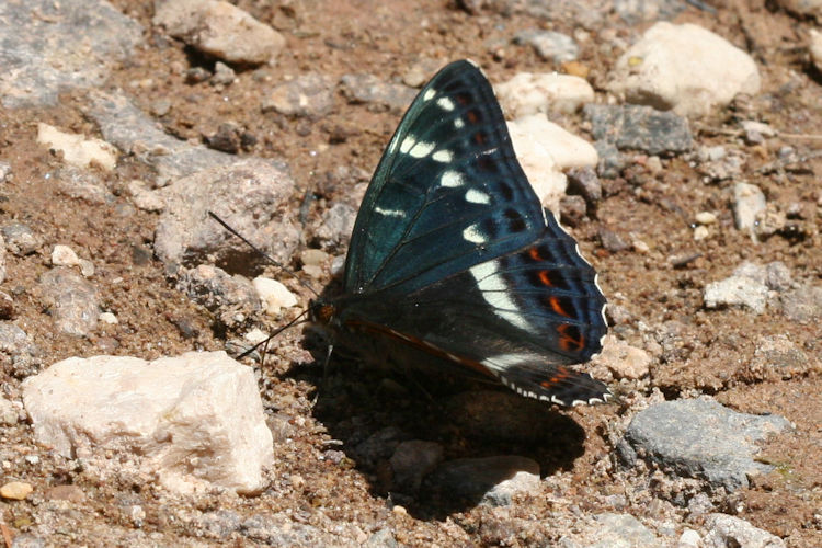 Limenitis populi: Bild 3