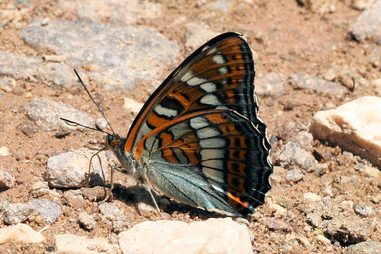 Limenitis populi: Bild 15