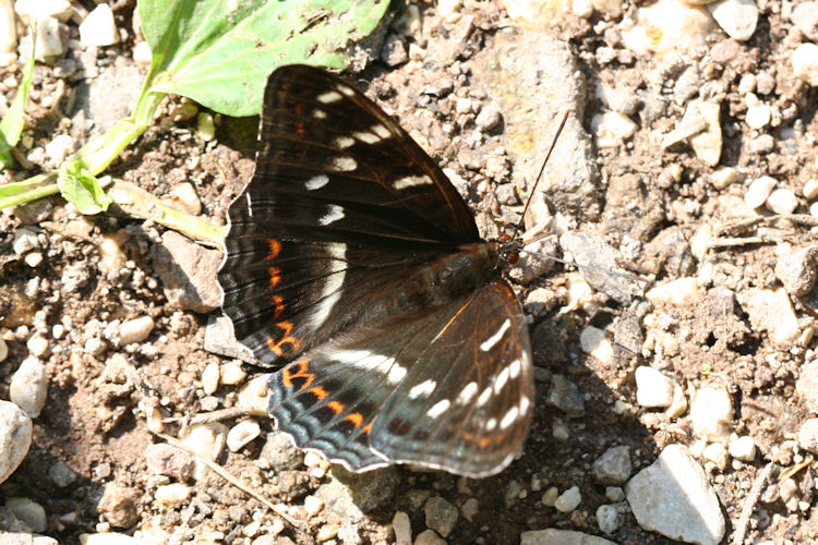 Limenitis populi: Bild 5