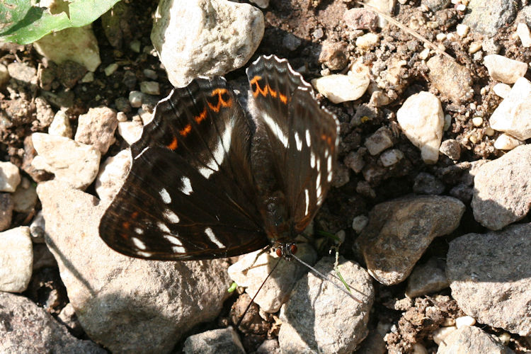 Limenitis populi: Bild 8