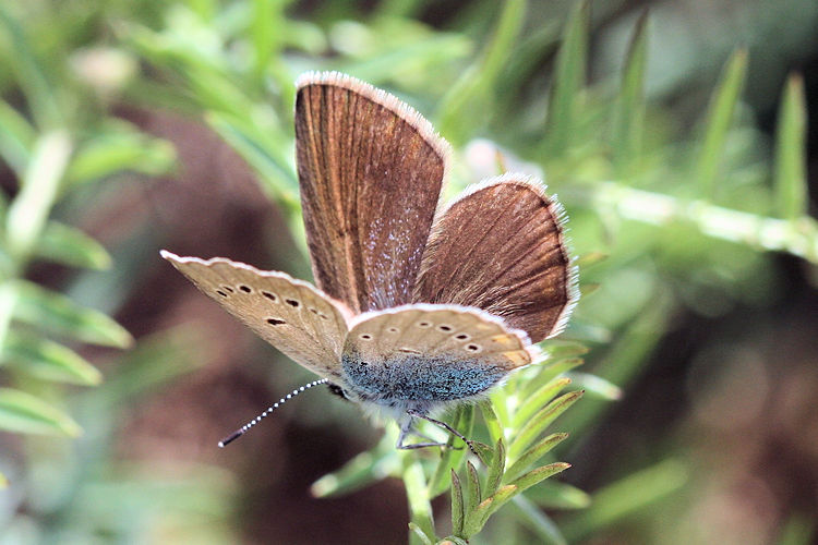 Neolysandra coelestina hera: Bild 13