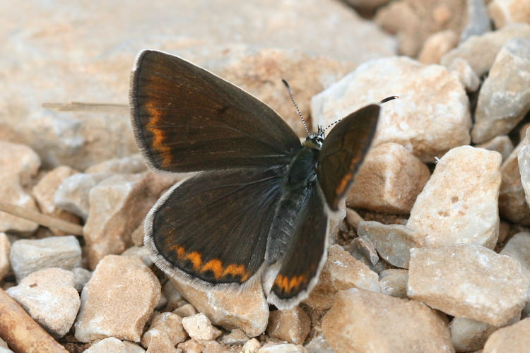 Polyommatus escheri: Bild 2