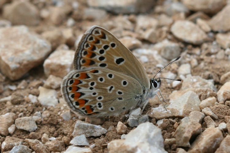 Polyommatus escheri: Bild 12