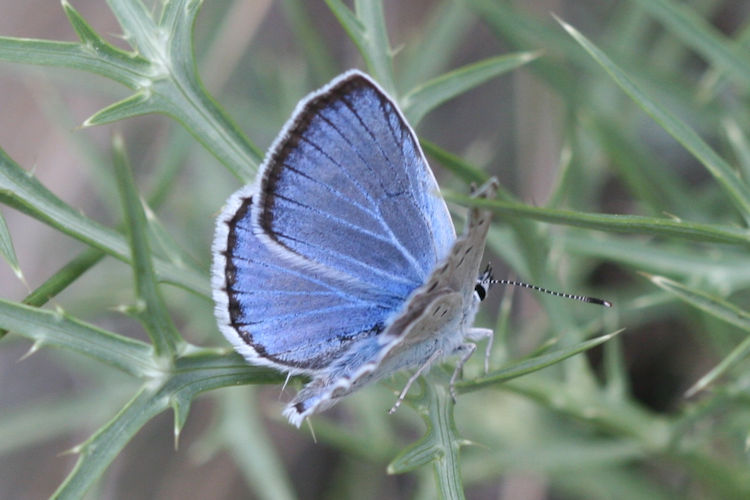 Polyommatus escheri: Bild 5