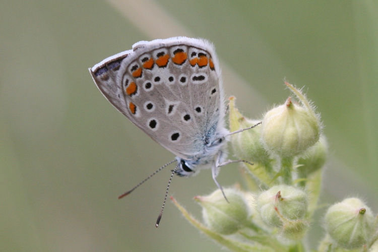 Polyommatus escheri: Bild 6