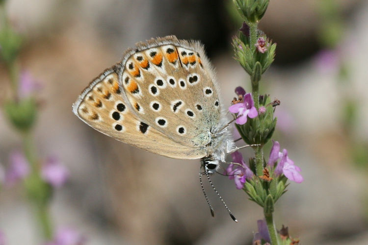 Polyommatus escheri: Bild 13