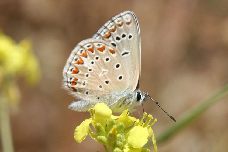 Polyommatus thersites: Bild 30