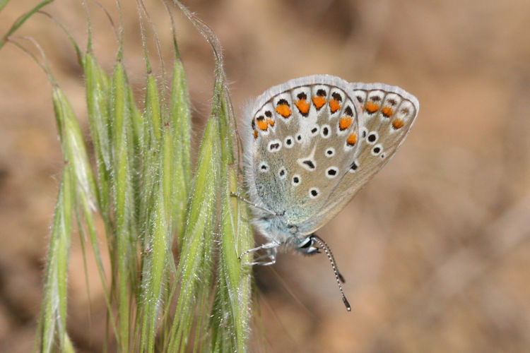 Polyommatus icarus: Bild 58