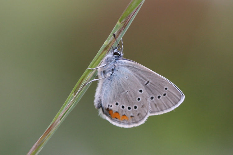 Cyaniris semiargus helena: Bild 11