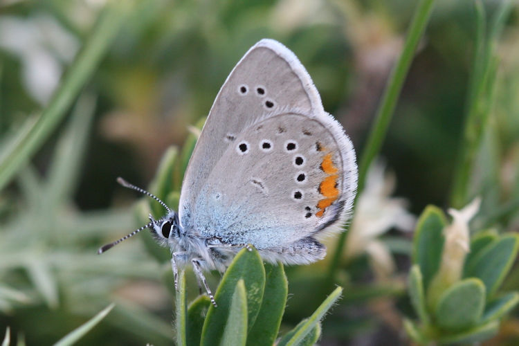 Cyaniris semiargus helena: Bild 12