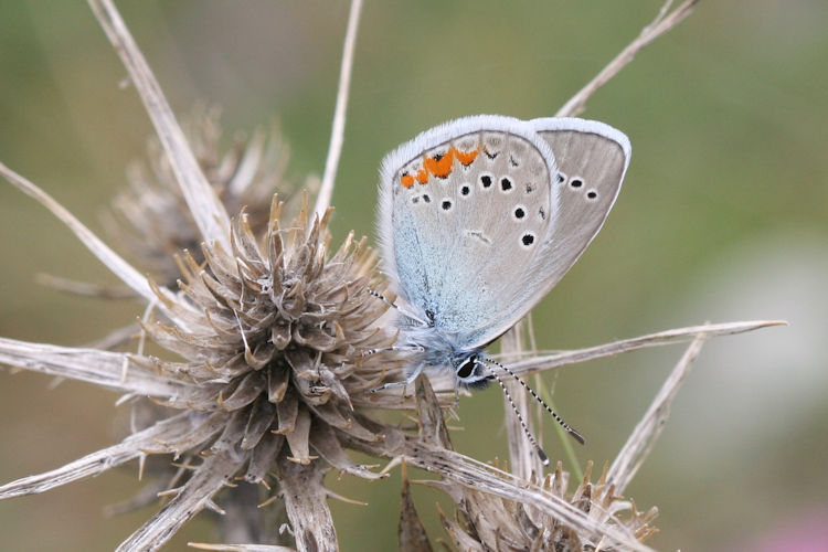 Cyaniris semiargus helena: Bild 15