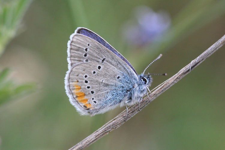 Cyaniris semiargus helena: Bild 16