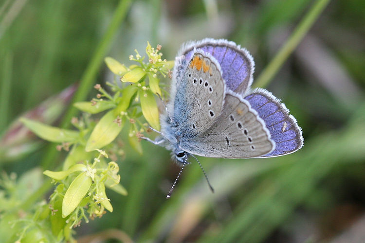 Cyaniris semiargus helena: Bild 17