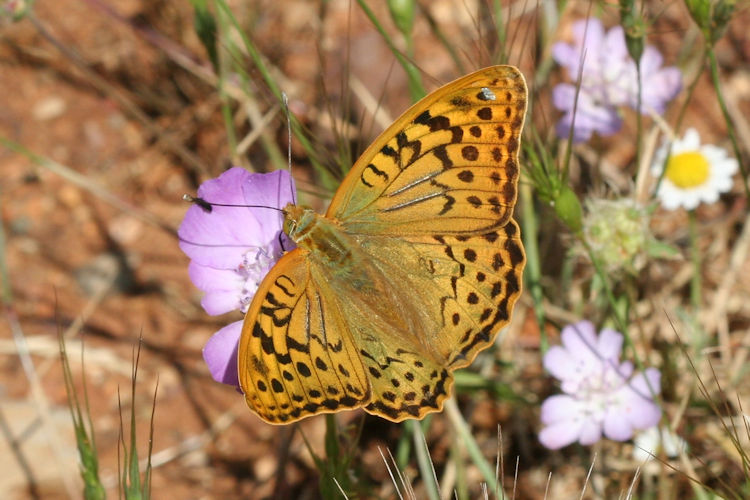 Argynnis pandora: Bild 1