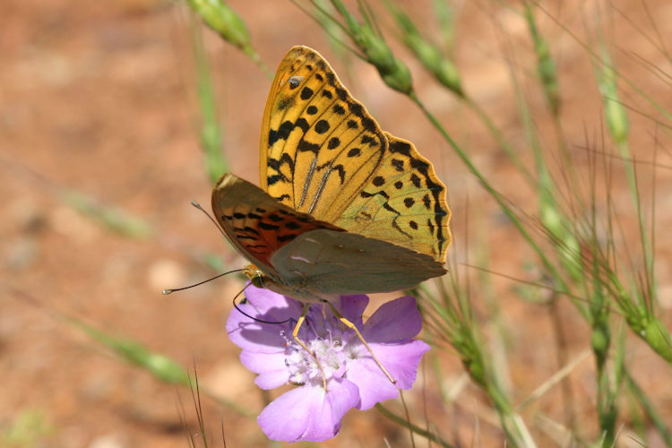 Argynnis pandora: Bild 2