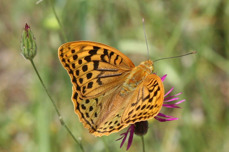 Argynnis pandora: Bild 3