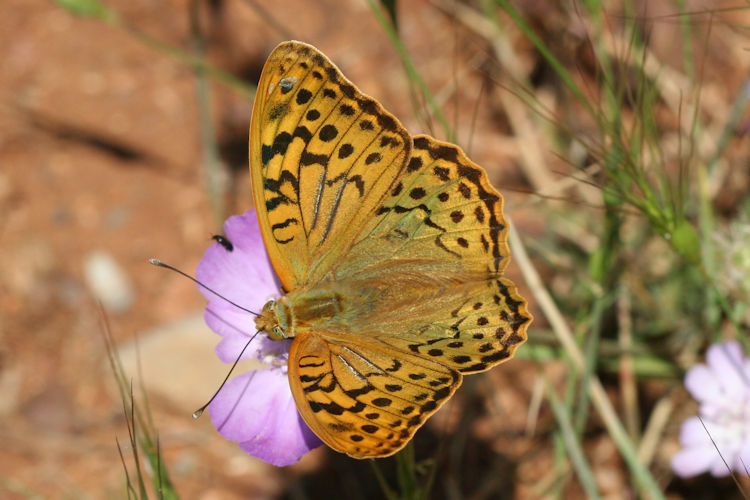 Argynnis pandora: Bild 4