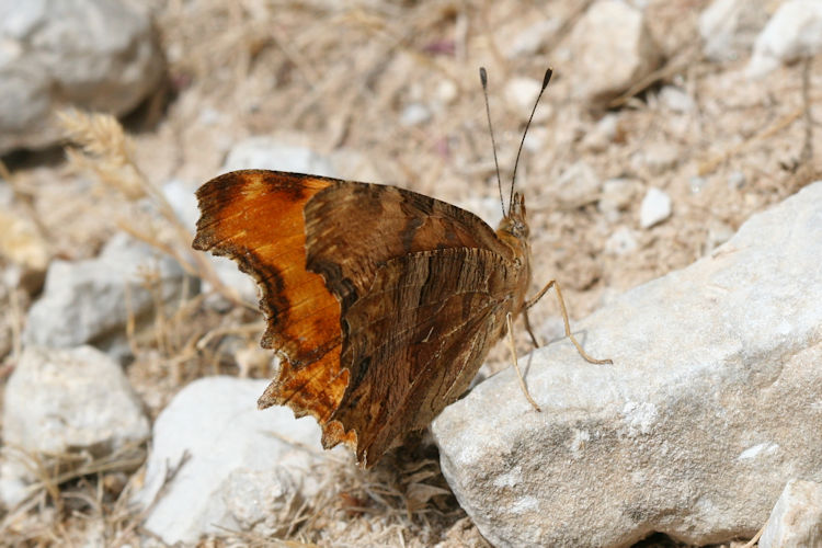 Polygonia egea: Bild 17