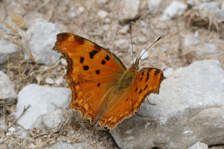 Polygonia egea: Bild 2