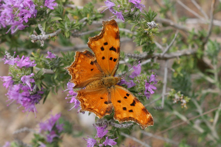 Polygonia egea: Bild 3