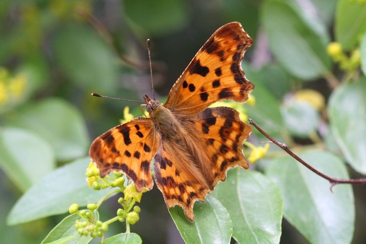 Polygonia c-album: Bild 1