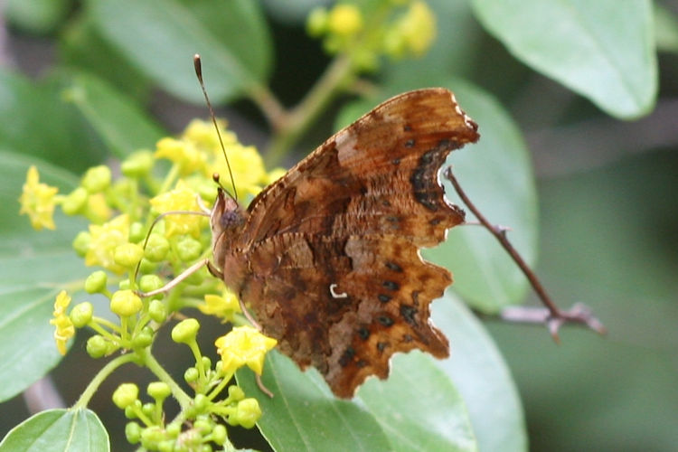 Polygonia c-album: Bild 21