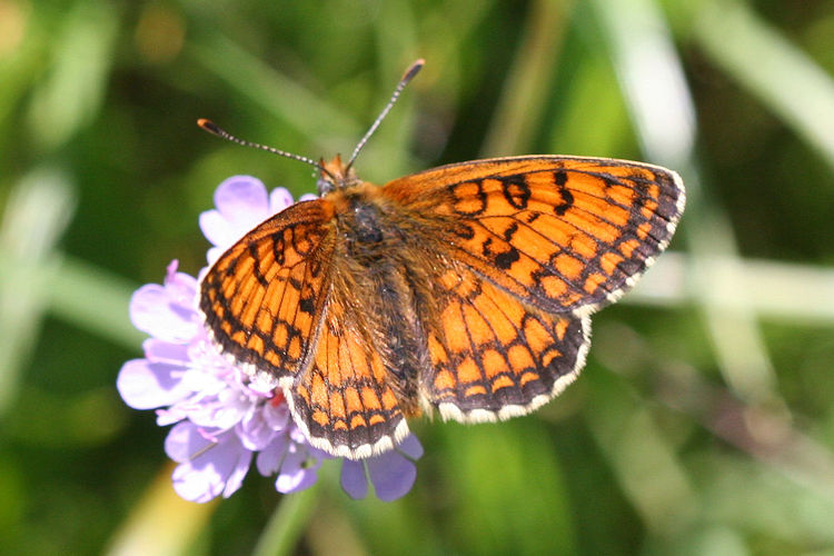 Melitaea parthenoides: Bild 1