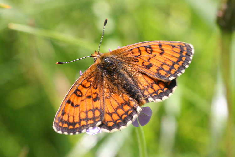 Melitaea parthenoides: Bild 2