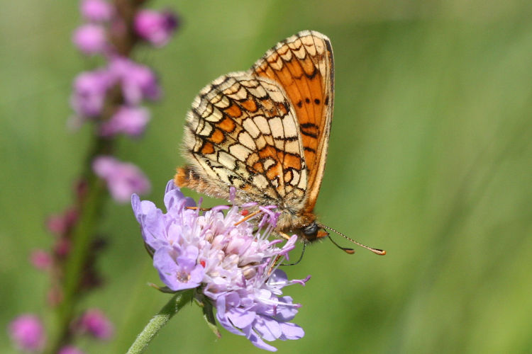 Melitaea parthenoides: Bild 19