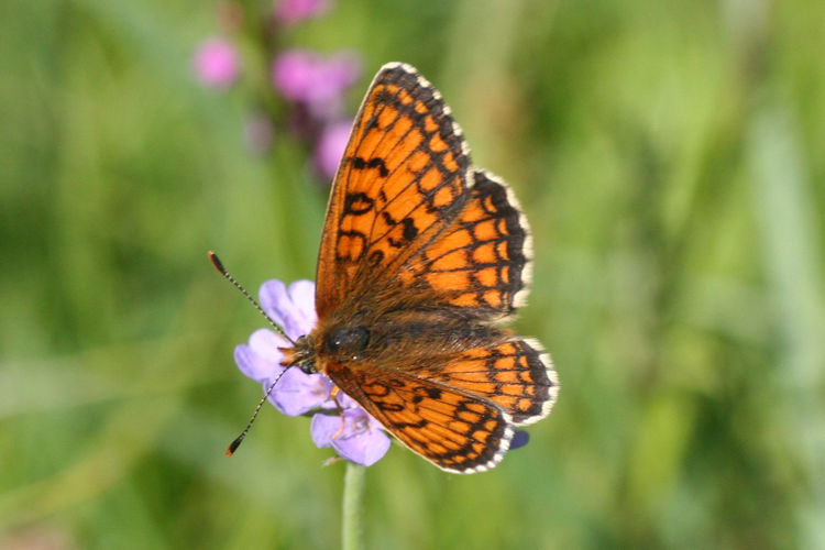 Melitaea parthenoides: Bild 3