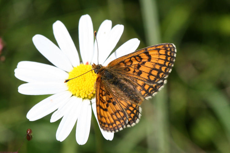 Melitaea parthenoides: Bild 14