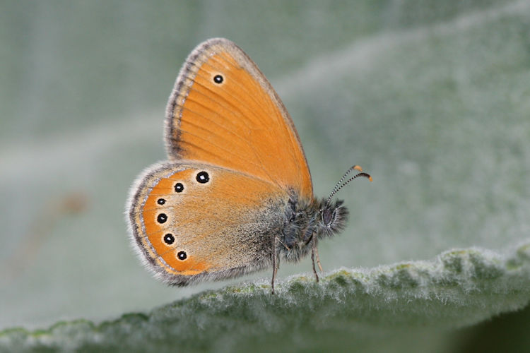 Coenonympha leander leander: Bild 2