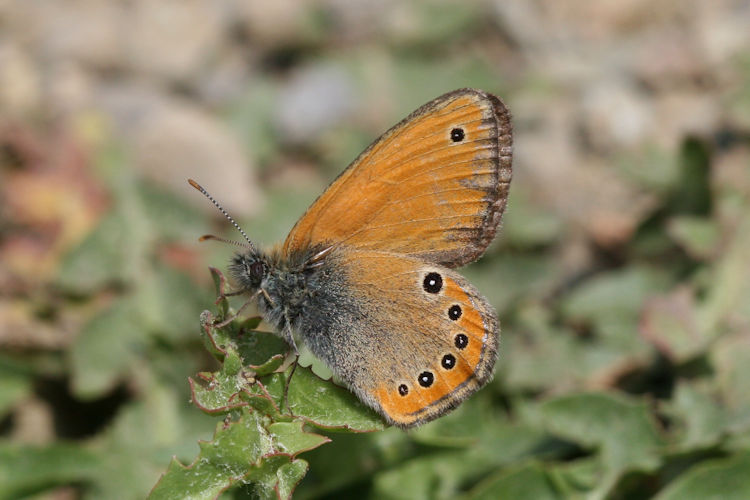 Coenonympha leander leander: Bild 3