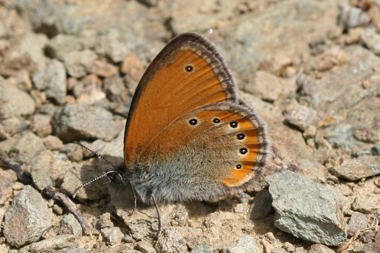 Coenonympha leander leander: Bild 5