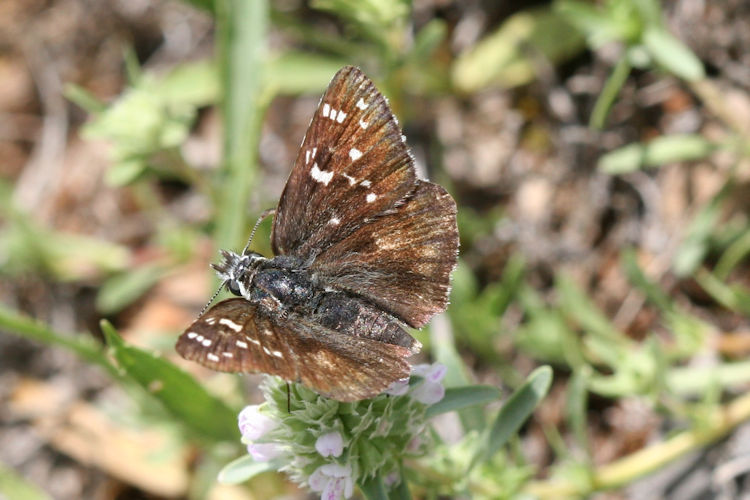 Pyrgus serratulae: Bild 7