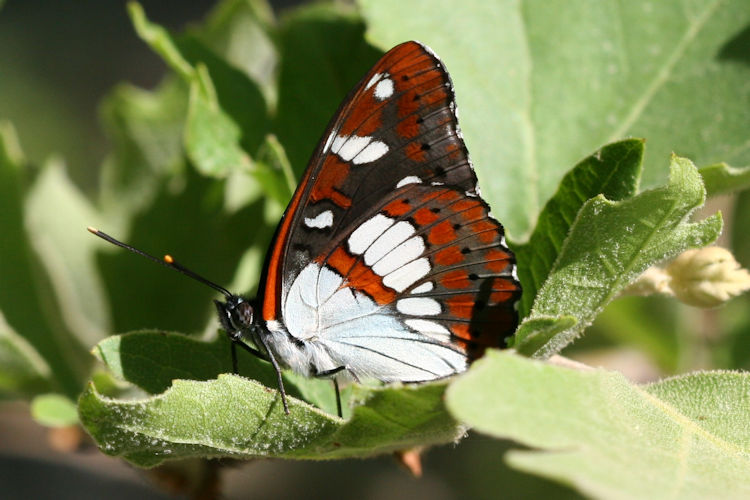 Limenitis reducta herculeana: Bild 11