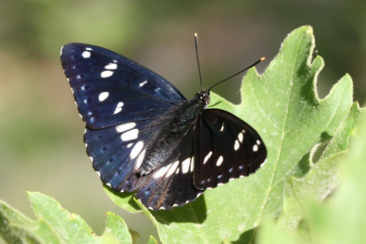 Limenitis reducta herculeana: Bild 1