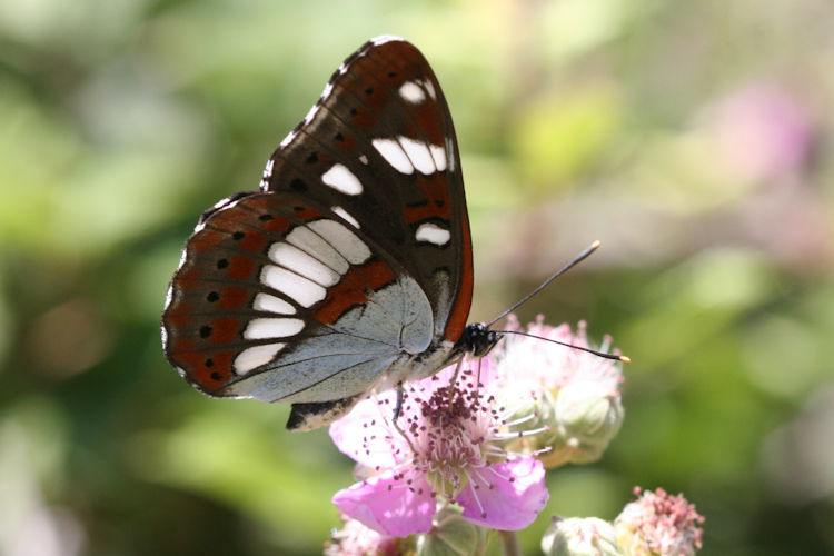 Limenitis reducta herculeana: Bild 15