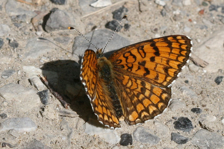 Melitaea ornata ogygia: Bild 3