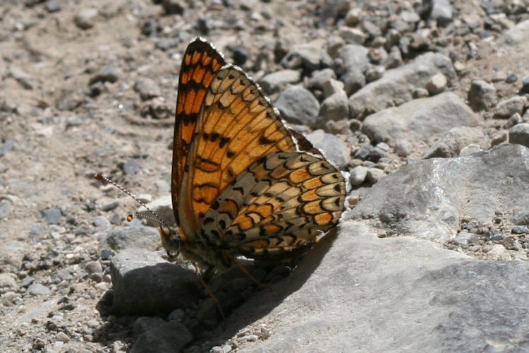 Melitaea ornata ogygia: Bild 12