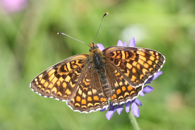 Melitaea phoebe: Bild 1