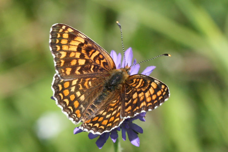 Melitaea phoebe: Bild 2